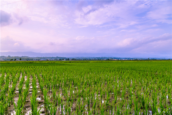 土壤墑情監(jiān)測(cè)站研究棉花節(jié)水灌溉技術(shù)