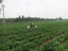 土壤墑情監測儀是怎樣進行在線監測的